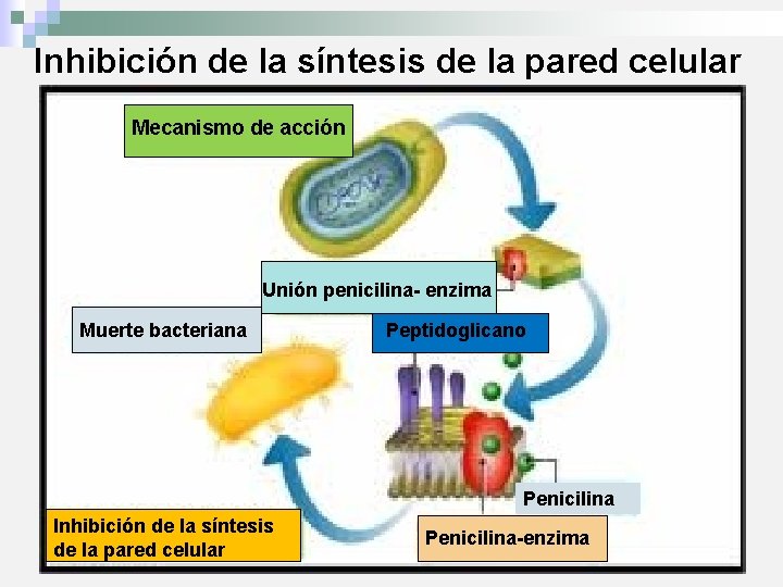 Inhibición de la síntesis de la pared celular Mecanismo de acción Unión penicilina- enzima