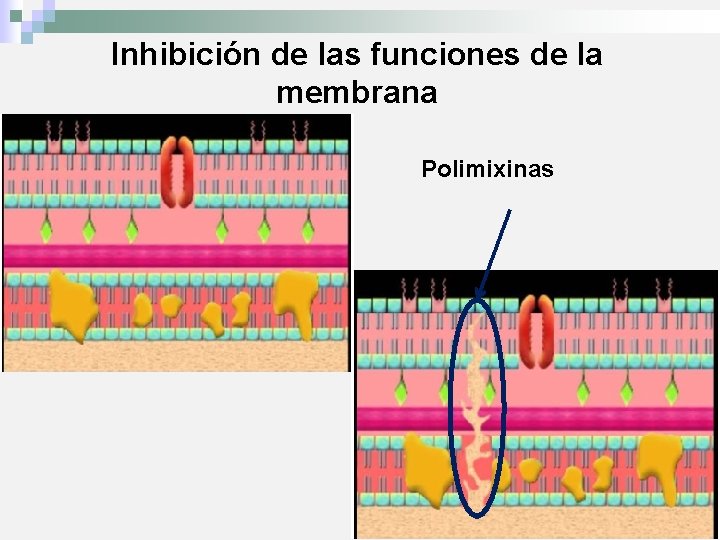 Inhibición de las funciones de la membrana Polimixinas 