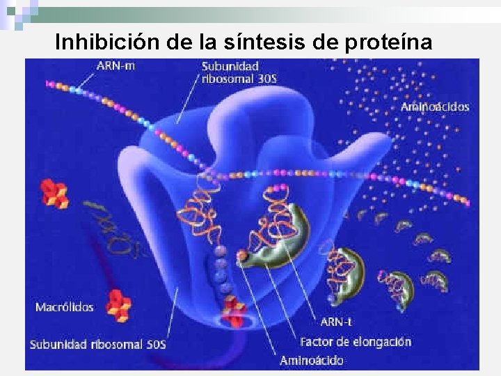 Inhibición de la síntesis de proteína 