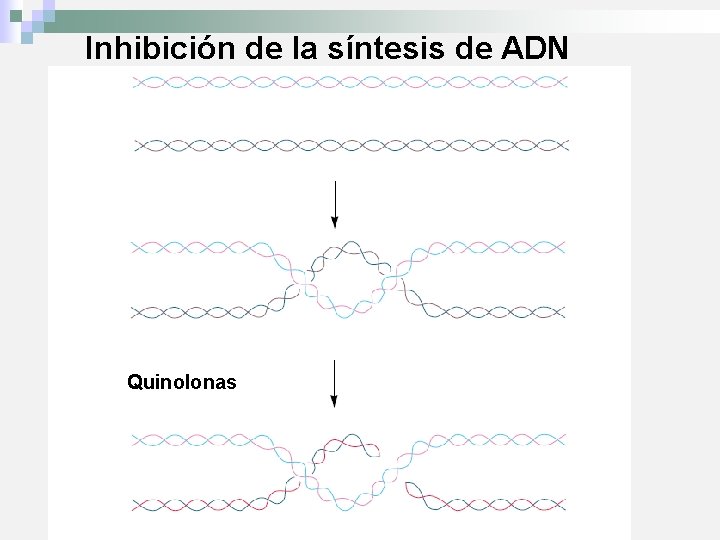 Inhibición de la síntesis de ADN Quinolonas 