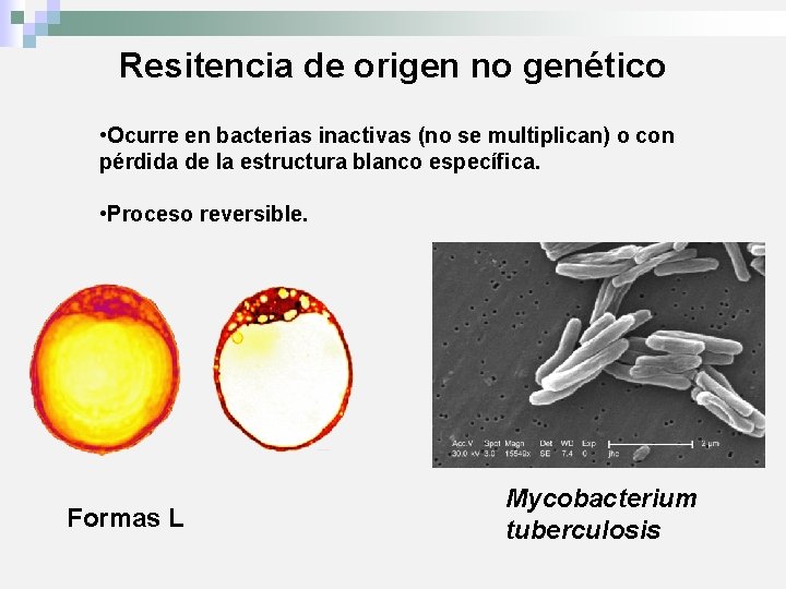 Resitencia de origen no genético • Ocurre en bacterias inactivas (no se multiplican) o