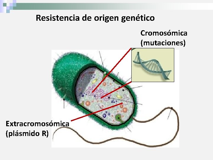 Resistencia de origen genético Cromosómica (mutaciones) Extracromosómica (plásmido R) 