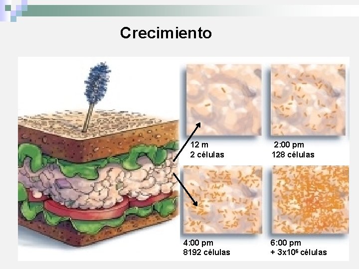 Crecimiento 12 m 2 células 4: 00 pm 8192 células 2: 00 pm 128