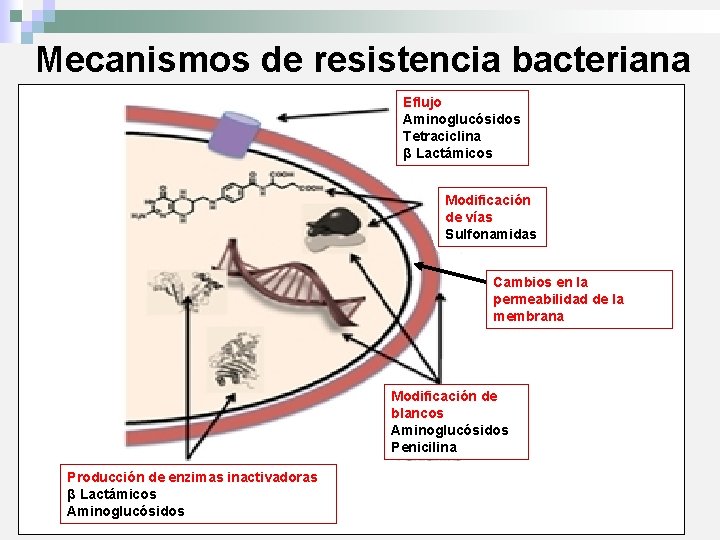 Mecanismos de resistencia bacteriana Eflujo Aminoglucósidos Tetraciclina β Lactámicos Modificación de vías Sulfonamidas Cambios