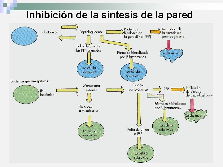 Inhibición de la síntesis de la pared 