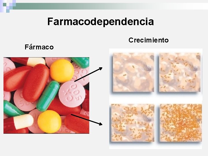 Farmacodependencia Fármaco Crecimiento 
