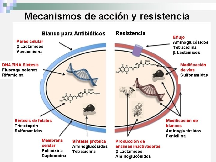 Mecanismos de acción y resistencia Blanco para Antibióticos Resistencia Pared celular β Lactámicos Vancomicina