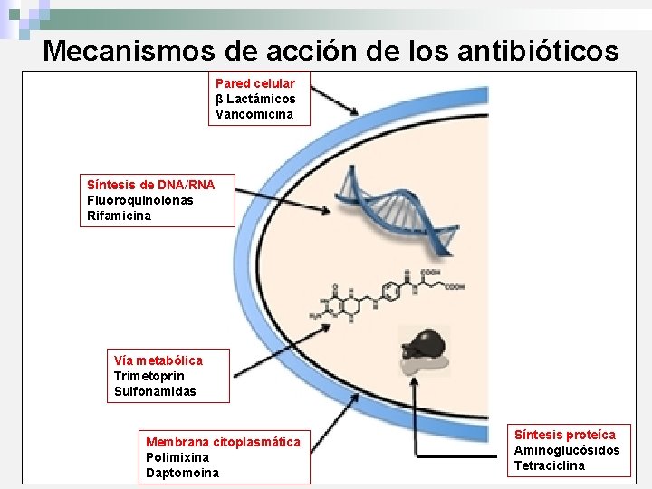 Mecanismos de acción de los antibióticos Pared celular β Lactámicos Vancomicina Síntesis de DNA/RNA