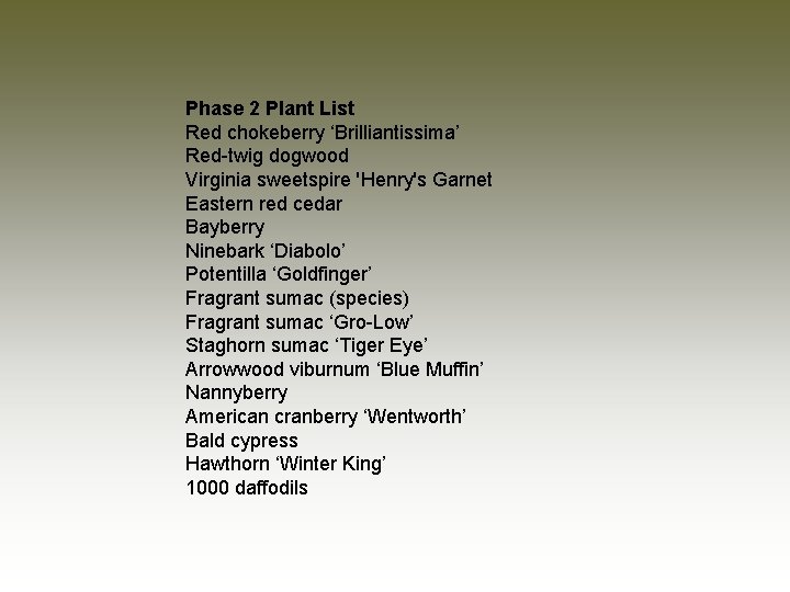 Phase 2 Plant List Red chokeberry ‘Brilliantissima’ Red-twig dogwood Virginia sweetspire 'Henry's Garnet Eastern