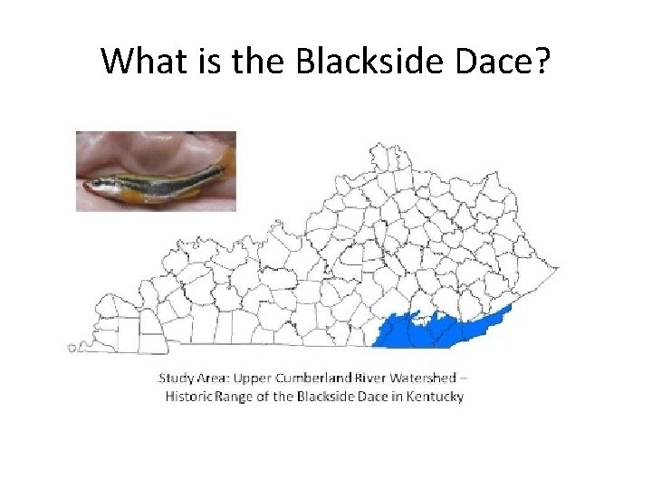 What is the Blackside Dace? 