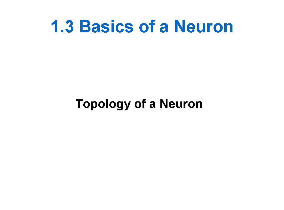 1. 3 Basics of a Neuron Topology of a Neuron 