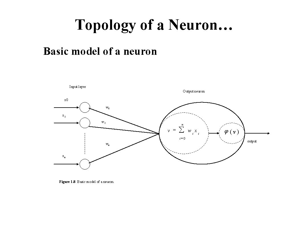 Topology of a Neuron… Basic model of a neuron Input layer Output neuron x