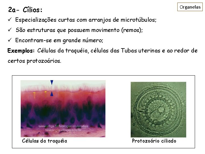 Organelas 2 a- Cílios: ü Especializações curtas com arranjos de microtúbulos; ü São estruturas