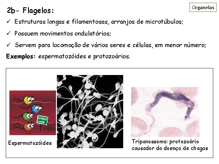 Organelas 2 b- Flagelos: ü Estruturas longas e filamentosas, arranjos de microtúbulos; ü Possuem