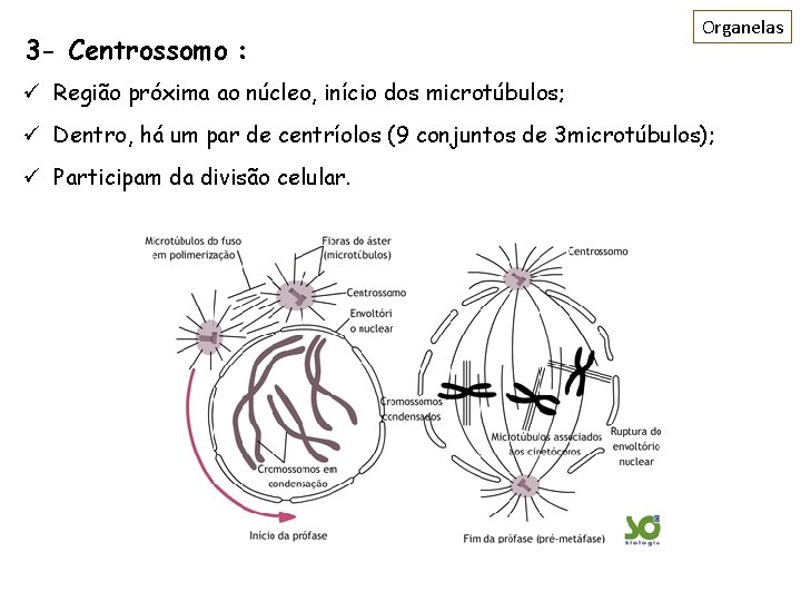 3 - Centrossomo : Organelas ü Região próxima ao núcleo, início dos microtúbulos; ü