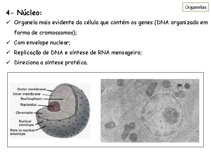 4 - Núcleo: Organelas ü Organela mais evidente da célula que contém os genes