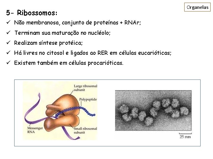 5 - Ribossomos: ü Não membranosa, conjunto de proteínas + RNAr; ü Terminam sua