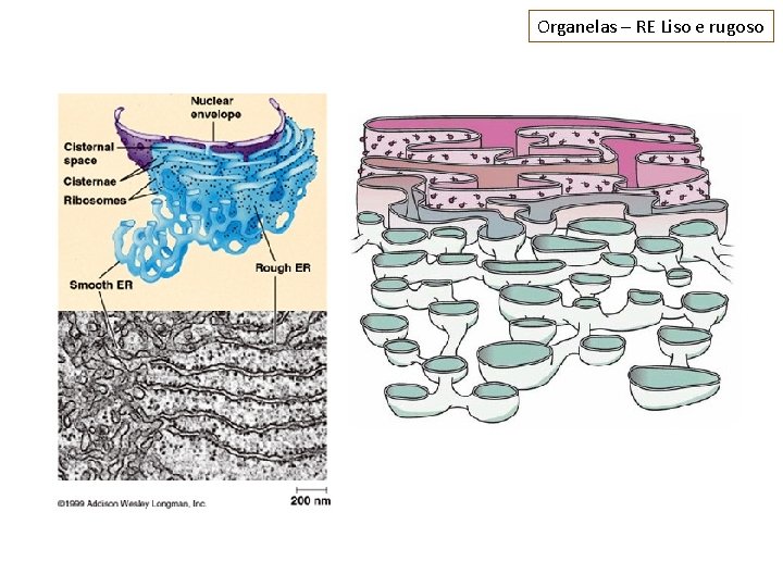 Organelas – RE Liso e rugoso 