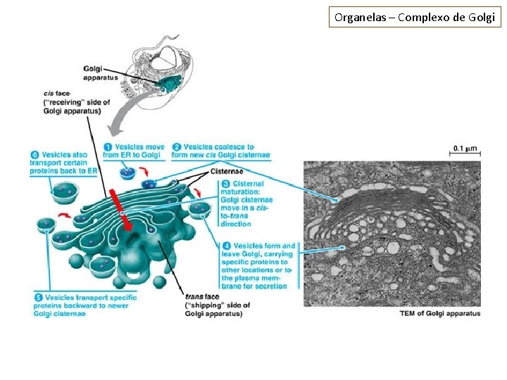 Organelas – Complexo de Golgi 