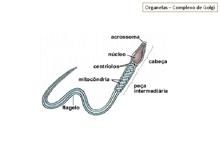 Organelas – Complexo de Golgi 