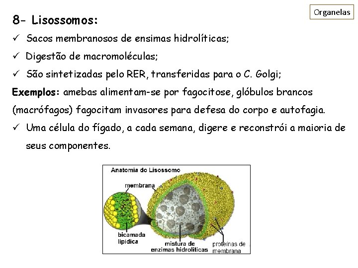 8 - Lisossomos: Organelas ü Sacos membranosos de ensimas hidrolíticas; ü Digestão de macromoléculas;