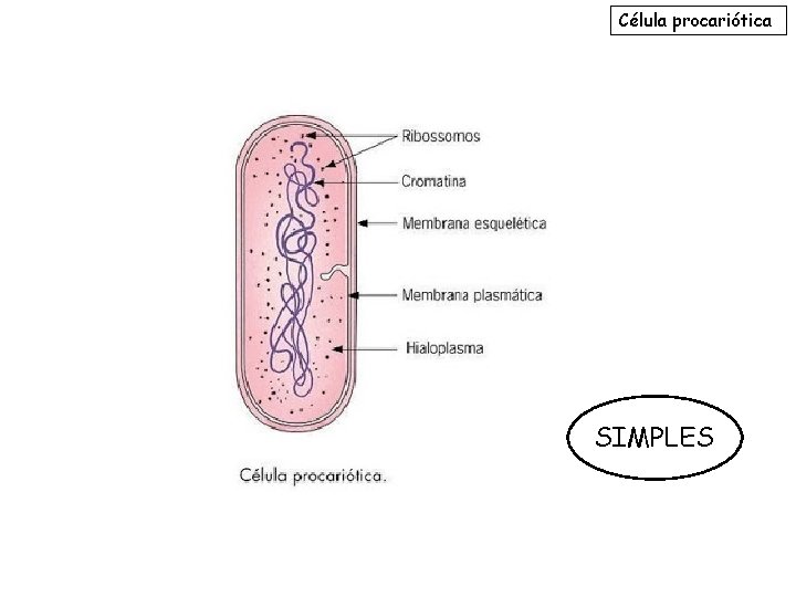 Célula procariótica SIMPLES 