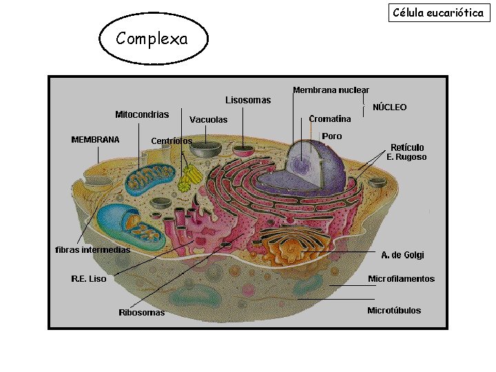 Célula eucariótica Complexa 