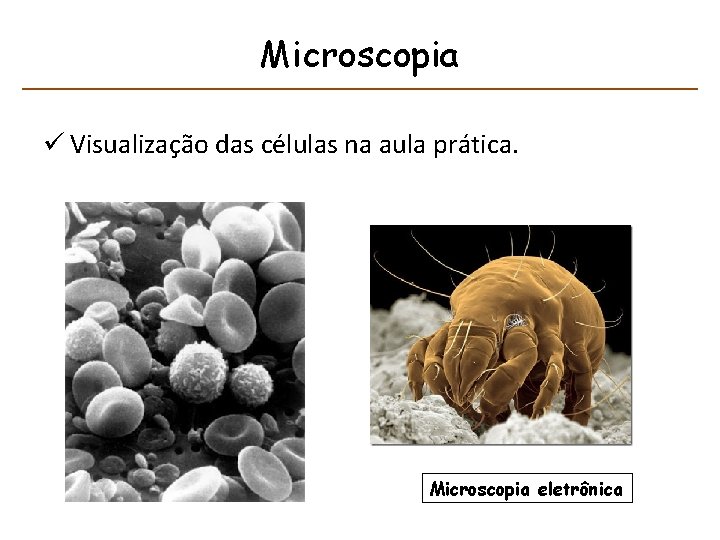 Microscopia ü Visualização das células na aula prática. Microscopia eletrônica 