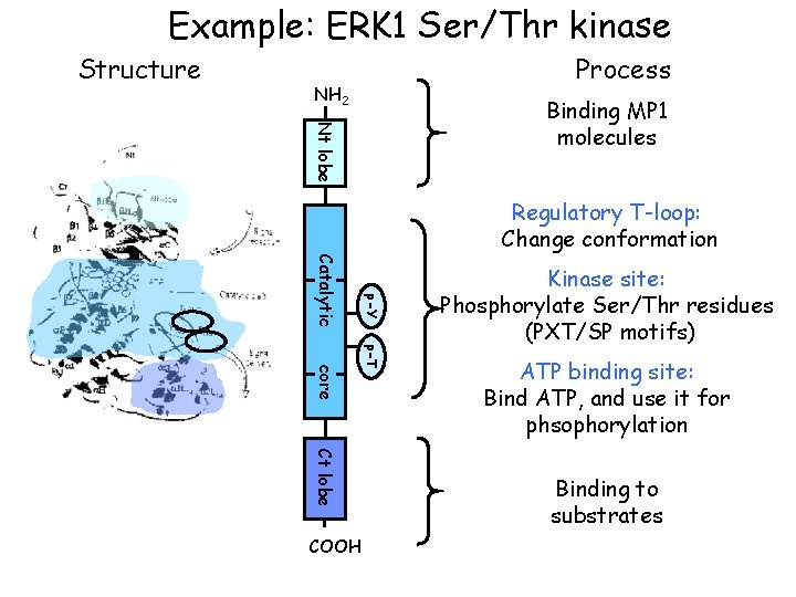 Example: ERK 1 Ser/Thr kinase Structure Process NH 2 Nt lobe Binding MP 1