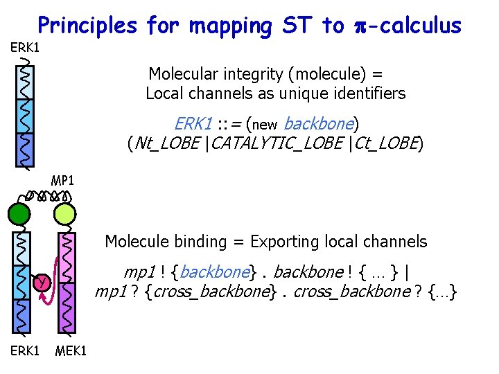 Principles for mapping ST to p-calculus ERK 1 Molecular integrity (molecule) = Local channels