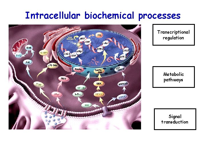 Intracellular biochemical processes Transcriptional regulation Metabolic pathways Signal transduction 