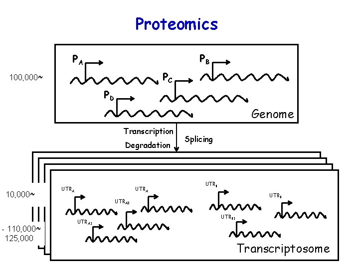 Proteomics PB PA PC 100, 000~ PD Genome Transcription Degradation 10, 000~ - 110,
