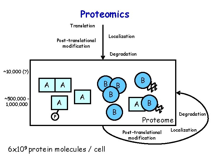 Proteomics Translation Localization Post-translational modification Degradation ~10, 000 (? ) A B A ~500,