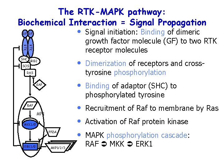 The RTK-MAPK pathway: Biochemical Interaction = Signal Propagation GF GF Signal initiation: Binding of