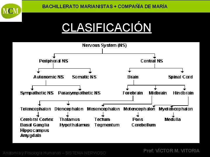 BACHILLERATO MARIANISTAS + COMPAÑÍA DE MARÍA CLASIFICACIÓN Anatomía y Fisiología Humanas – SISTEMA NERVIOSO