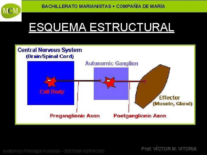 BACHILLERATO MARIANISTAS + COMPAÑÍA DE MARÍA ESQUEMA ESTRUCTURAL Anatomía y Fisiología Humanas – SISTEMA