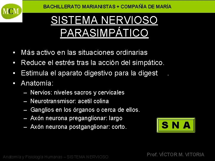 BACHILLERATO MARIANISTAS + COMPAÑÍA DE MARÍA SISTEMA NERVIOSO PARASIMPÁTICO • • Más activo en