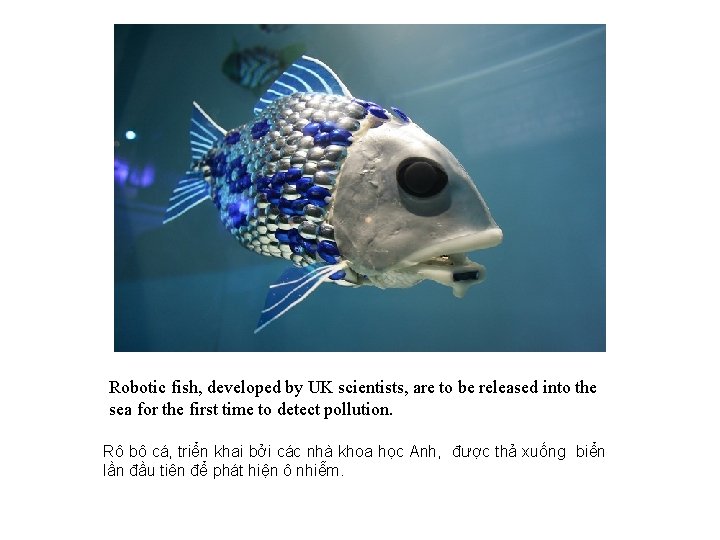 Robotic fish, developed by UK scientists, are to be released into the sea for