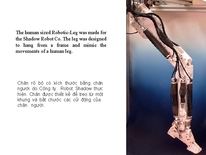 The human sized Robotic-Leg was made for the Shadow Robot Co. The leg was