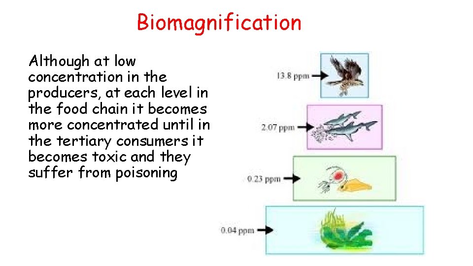 Biomagnification Although at low concentration in the producers, at each level in the food