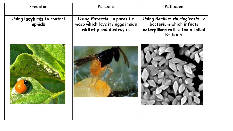 Predator Parasite Pathogen Using ladybirds to control aphids Using Encarsia – a parasitic wasp