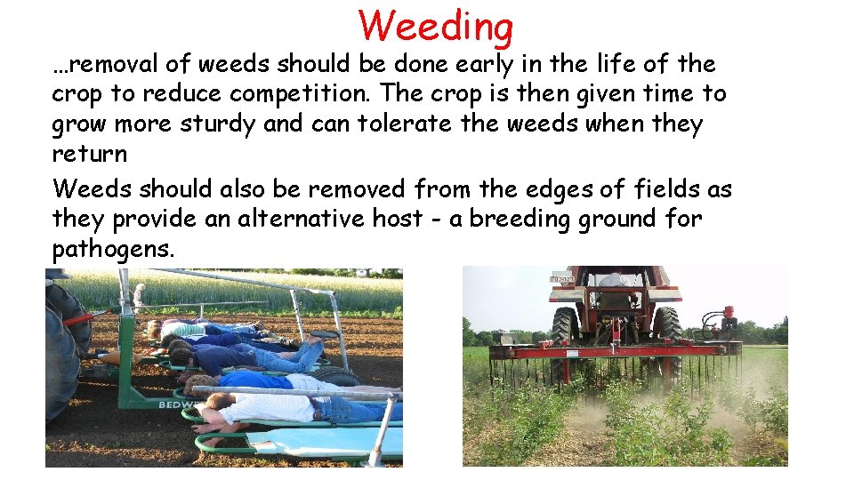 Weeding …removal of weeds should be done early in the life of the crop