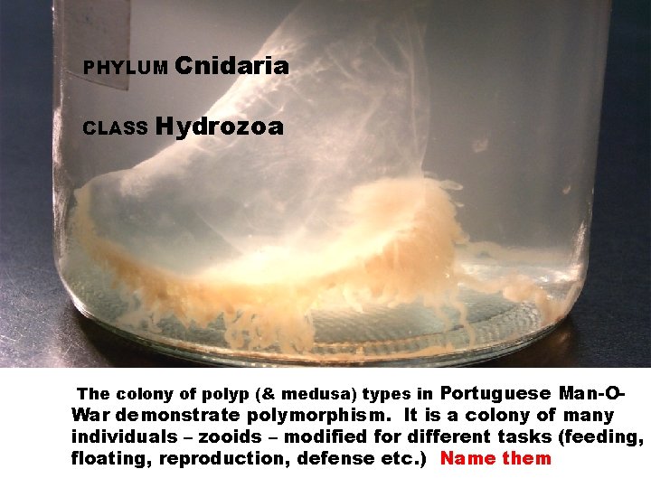PHYLUM CLASS Cnidaria Hydrozoa The colony of polyp (& medusa) types in Portuguese Man-O-