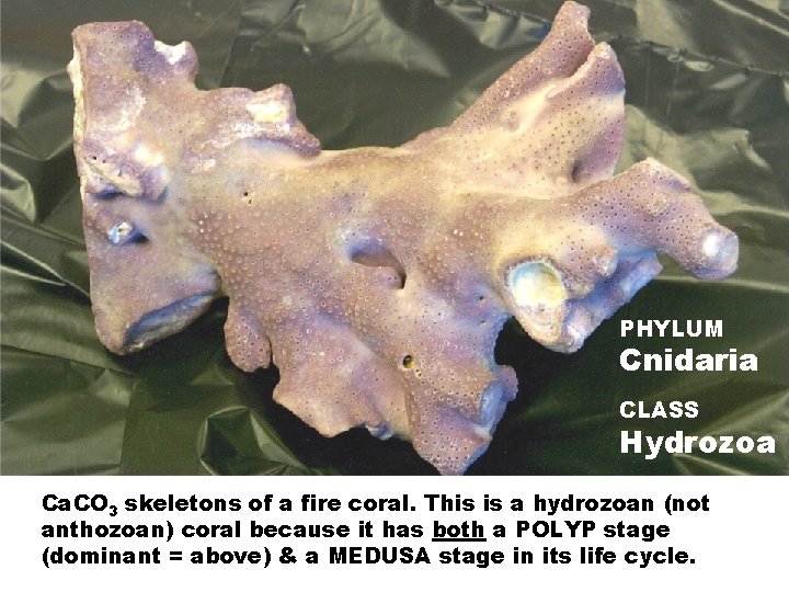 PHYLUM Cnidaria CLASS Hydrozoa Ca. CO 3 skeletons of a fire coral. This is