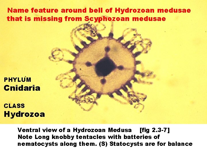 Name feature around bell of Hydrozoan medusae that is missing from Scyphozoan medusae PHYLUM