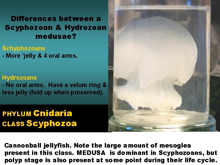 Differences between a Scyphozoan & Hydrozoan medusae? Schyphozoans - More ‘jelly & 4 oral