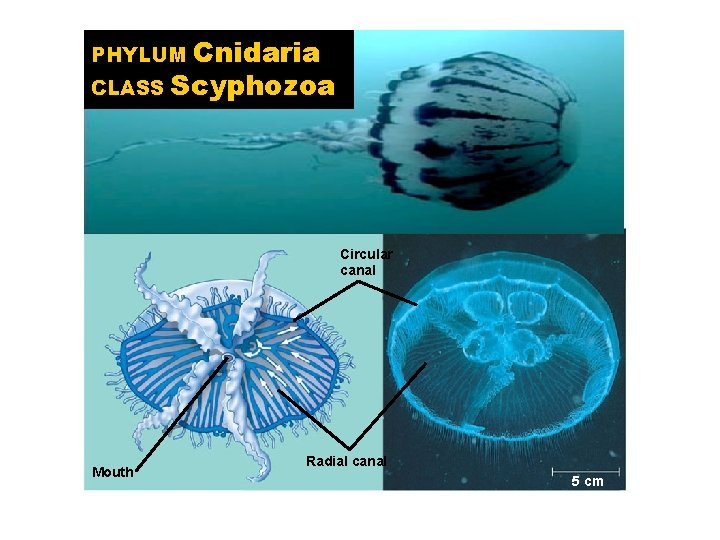 Cnidaria CLASS Scyphozoa PHYLUM Circular canal Mouth Radial canal 5 cm 