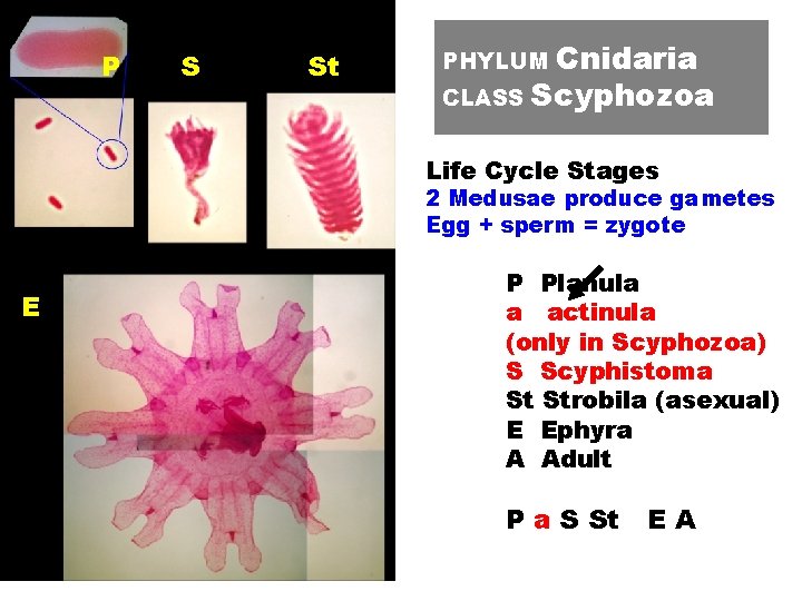 P S St Cnidaria CLASS Scyphozoa PHYLUM Life Cycle Stages 2 Medusae produce gametes