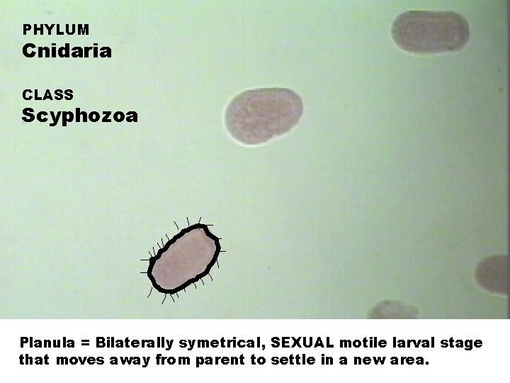 PHYLUM Cnidaria CLASS Scyphozoa Planula = Bilaterally symetrical, SEXUAL motile larval stage that moves