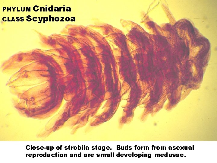 Cnidaria CLASS Scyphozoa PHYLUM Close-up of strobila stage. Buds form from asexual reproduction and